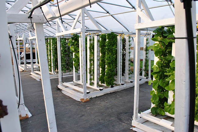 hydroponic vertical farm