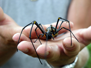 close up of a large spider in man's hand