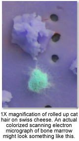micrograph