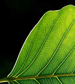 artificial leaf solar power