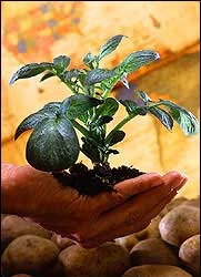 biotechology foods