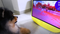 The Dogsplay two-way video communication device for dogs