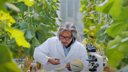 a researcher surrounded by tall plants in an indoor lab using scissors to dissect a melon