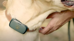 The Animo GPS dog tracker