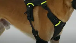 The AirLeash intelligent GPS dog harness
