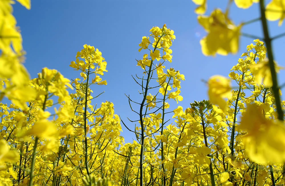 gmo canola