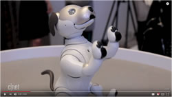 robot dog
