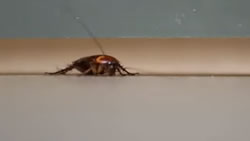 robot cockroach