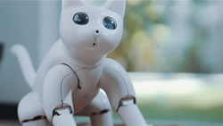 robot cat