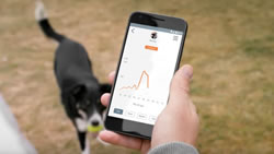 dog activity tracker