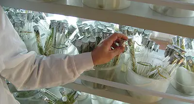 A closeup of a rack of shelves with open containers full of test tubes containing plant sprouts. A person's arm and hand wearing white is seen reaching for a test tube.