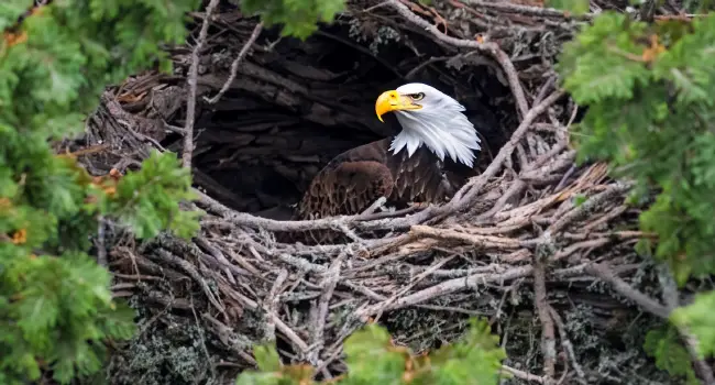 Conservation drone flying over eagles nest