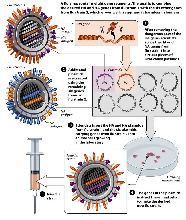 Avian flu vaccine development by reverse genetics technique