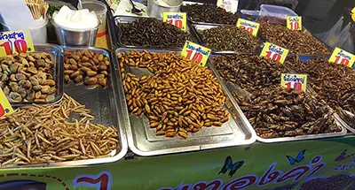 insects for food