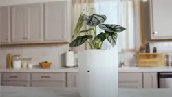 AI-powered self-watering smart planter