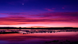 A view of a blue and purple-ish horizon beyond a lake at dusk