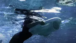 ASIWO MAKO Electric Kickboard