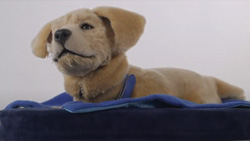 A closeup of a realistic robot dog that looks like a golden labrador retriever puppy