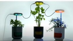 LED Garden