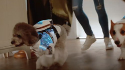 A closeup of a small dog wearing a blue lighted vest walking with two people.