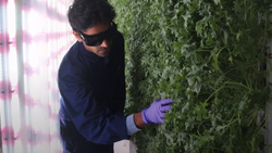 A person with black protective eyewear and purple latex gloves examines a vertical column of leafy plants. A wall of LED lights is close behind the person